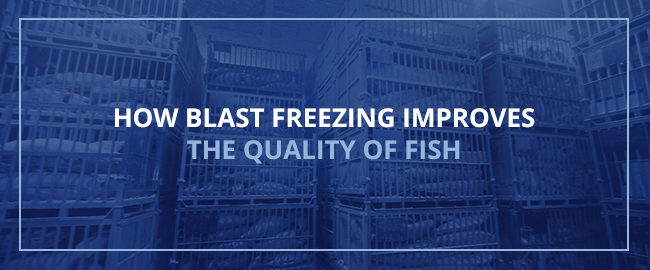 How Blast Freezing Improves the Quality of Fish